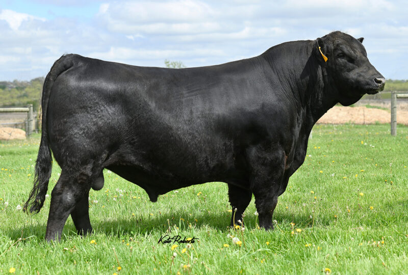14AN534_RUSSELL