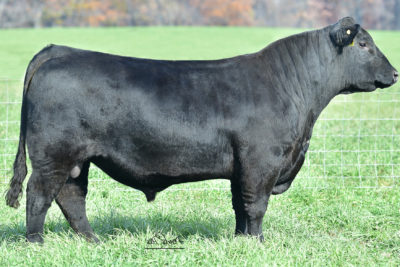 KB-Full Measure C40