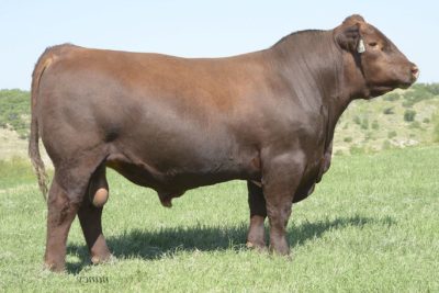 Brown AA Prestigious B5153