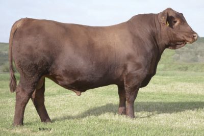 Brown CCFP Efficient C5454