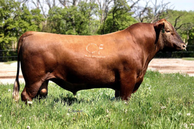 Feddes Liberty D210