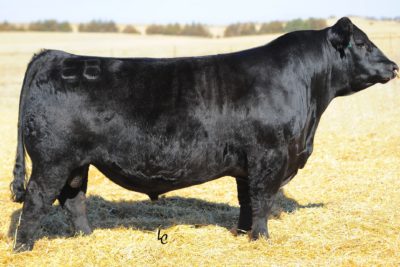GW Robust 605Z