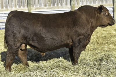 CDI Hometown 246A