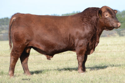Brown Perseverance D347