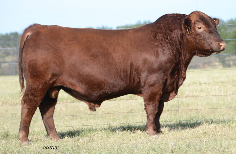 BRIAN HOUSE RBROWN D347 CORRECT ONE
