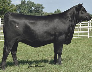 D3,-DEER-VALLEY-FARM,-TN