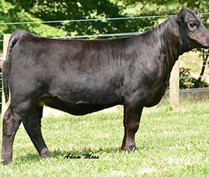 D_KNAPPERCATTLE_IN