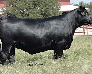 DAUGHTER-44-FARMS-TX