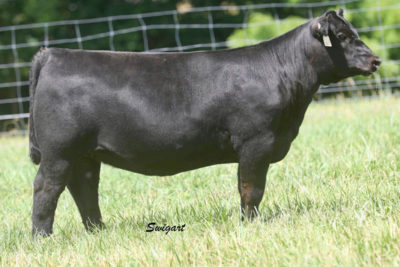 DAUGHTER, BOYD BEEF CATTLE, KY