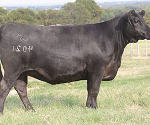 DAUGHTER-COX-RANCH-TX