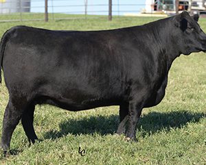 DAUGHTER-PINE-VIEW-ANGUS-IA