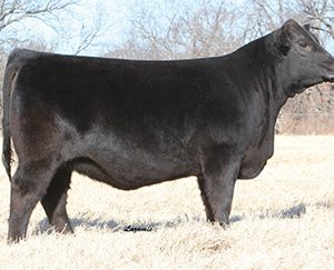 DAUGHTER-TROWBRIDGE-FARMS-NY