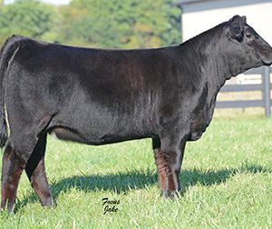 DAUGHTER-WESNER-LIVESTOCK-ENTERPRISES-IN