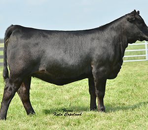 DAUGHTER_WESNER-LIVESTOCK-ENT._IN