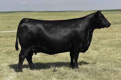 FULL SISTER TO COUNSELOR