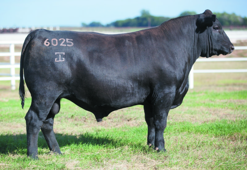 GAR RADIANCE 6025 RIGHT