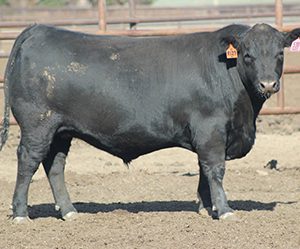 MOMENTUM-SIRED-STEER