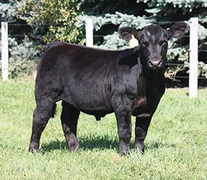 SON-WILDBERRY-FARMS-IL