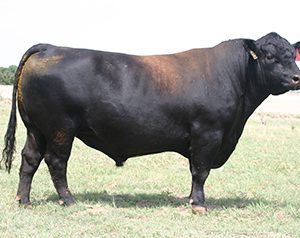 SUNRISE2S