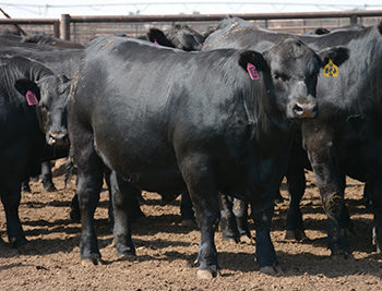 SURE-FIRE-SIRED-STEER
