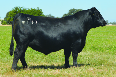 TEHAMA ANGUS CA SON