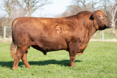 5L TopGun 560-65B