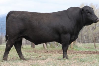 GW Country Boy 142B