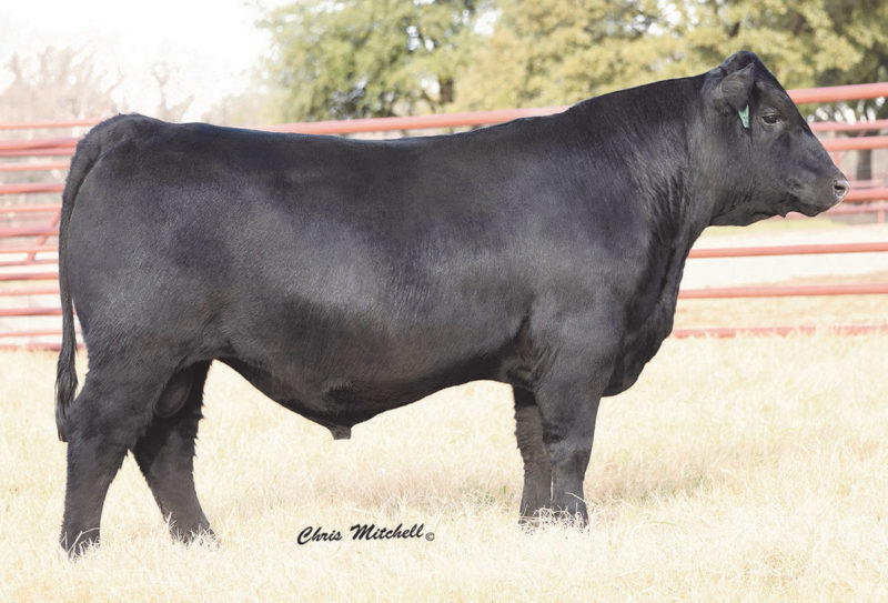 7AN556_PRIMEEFFECT[2]
