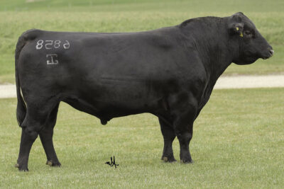 G A R Cimarron 6858