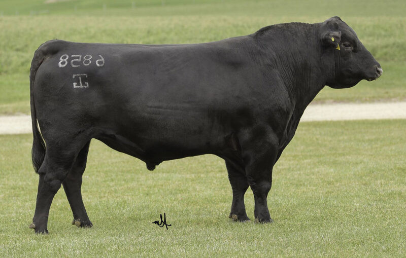 7AN619_CIMARRON_FULL