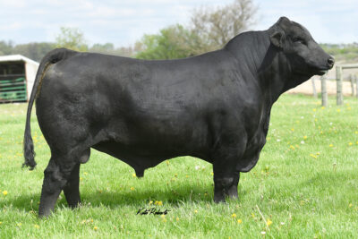 Suhn's Bluestem 331E40