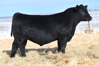 Tehama Verified G166