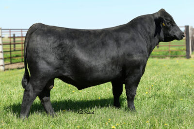 Dorado N Augustus E182