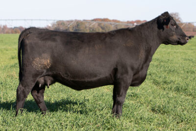 Top Cut Full Sister