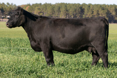 TOP CUT FULL SISTER