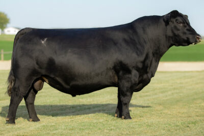 Yon Top Cut G730