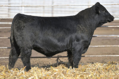 TJ Mainstream 423G