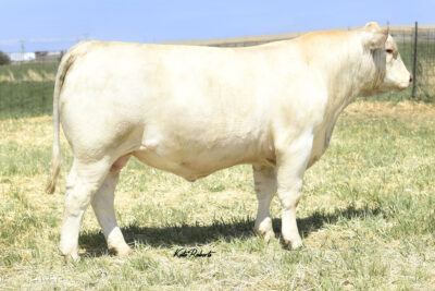 RENN Silversmith 903G