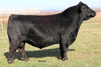 WBF Success F153