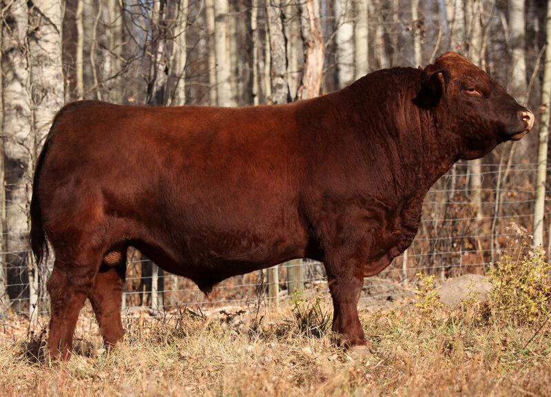 7SM121_COPPERHEADNEW
