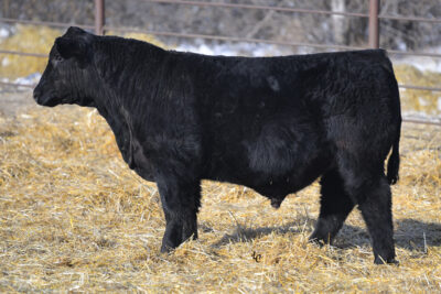 SON, LAZY C DIAMOND, ND