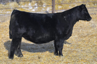 Daughter, Lazy C Diamond, ND