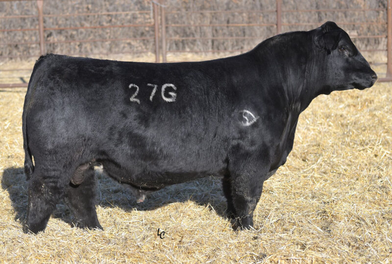 7SM122_STEADFAST_MATURE_FULL
