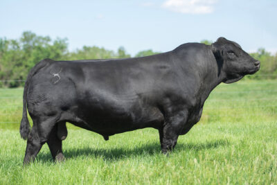 LCDR Progressive 106G
