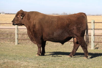 Brown JRAR End Zone H6629