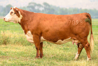 DAM OF REDBIRD
