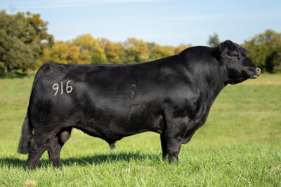 SAT Wolverine 916