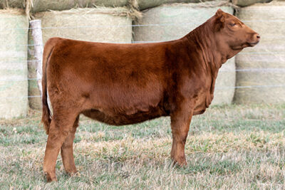DAUGHTER-NEIDIG-FARMS,-NE