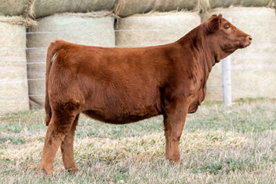 DAUGHTER-NEIDIG-FARMS,-NE-F277-(1)