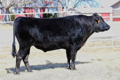 Synergy TF148 Suzutani 533G ET